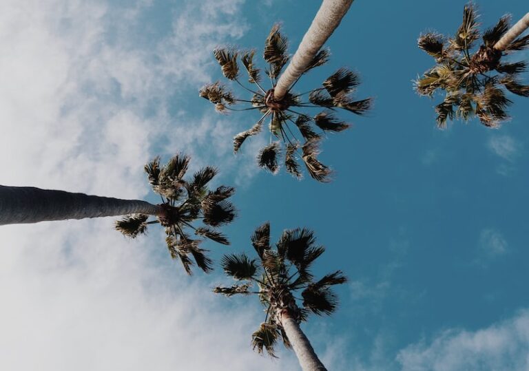 maskar eyeview fotografering av kokospalmer