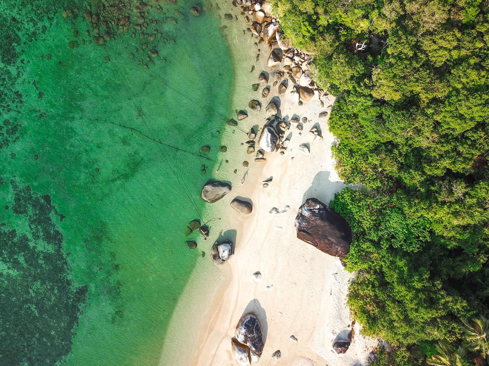 aerial photography of rocks and trees by the shore during daytime